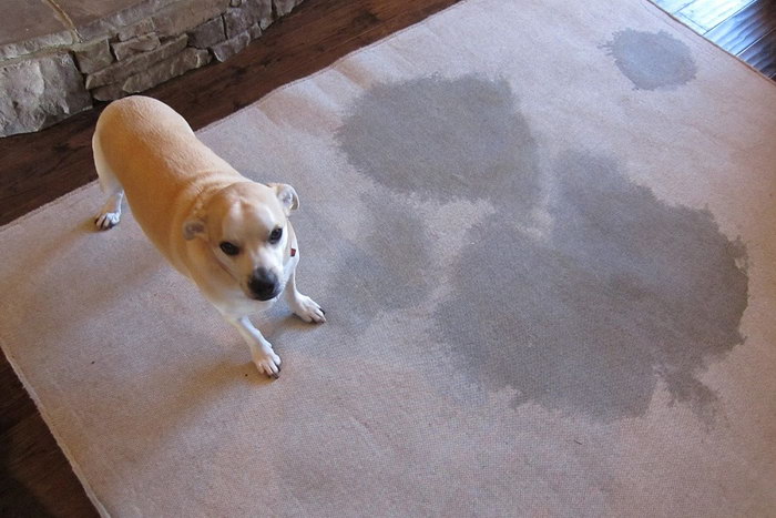 собака на ковре
