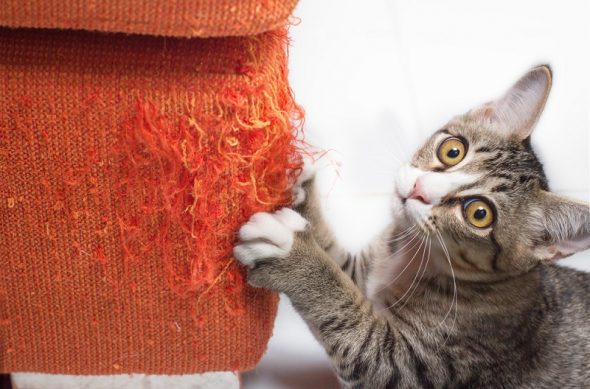 Что делать, если кот дерет диван?