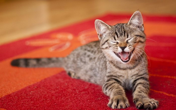 Как избавиться от сильного запаха кошачьей мочи на ковре?