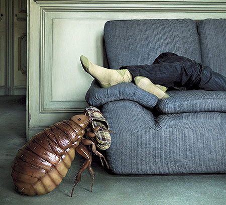 Клоповьи страсти: насекомые в диване